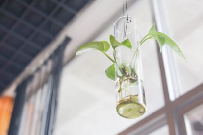 Impact Innovation takes Nexgen Plants to Israel