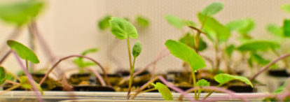 Nexgen Plants gets USDA OK