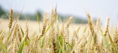 Blue sky thinking: Challenging the rice industry for sustainable and long-term productivity