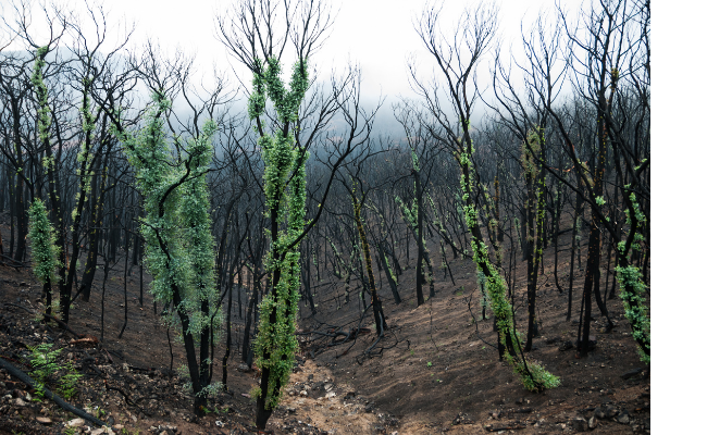 Regrowth After Bushfire